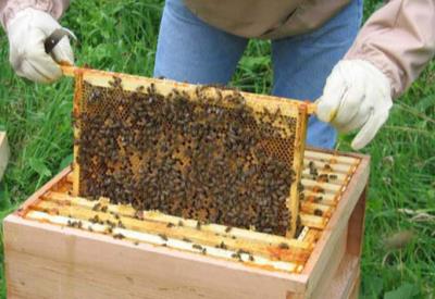 Bal arısı zehri meme kanserini iyileştiriyor