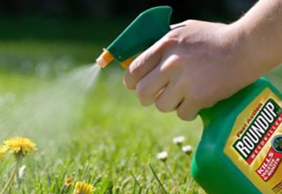 Türkiyeyi kanser yapan Monsanto'nun Roundup zehri için 289 milyon dolar ceza