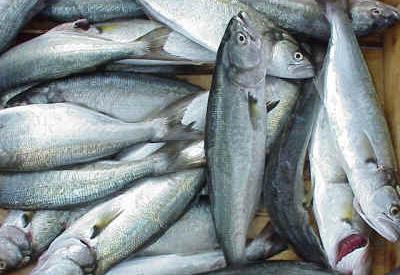 Balık: Geçmişten günümüze ustalık ve lezzet mirası