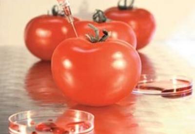 Türk milleti domates geniyle yok edilebilir mi?
