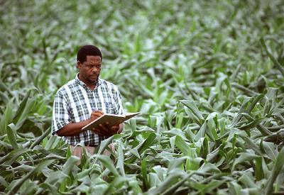 Monsanto'dan itiraf: Genetik kaçış mümkün