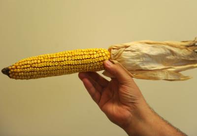 400 ton GDO'lu ürün ele yakalandı