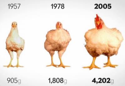 İşte tavuk gerçeği