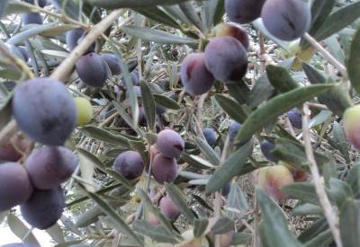 Karatay'dan zeytin kesen akrabalarına IŞİD benzetmesi