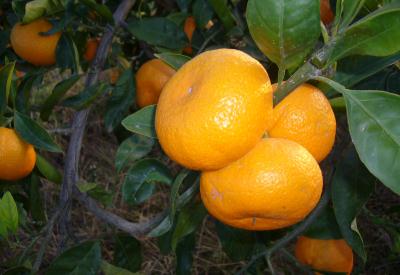 Mandalina’daki zengin besin değerleri